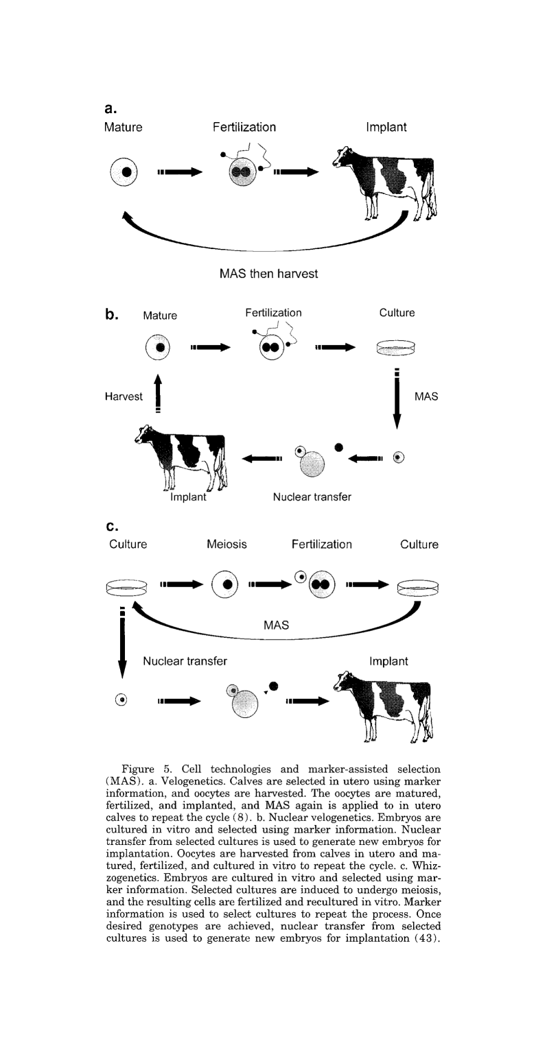 Figure 5. Cell technologies and marker-assisted selection (MAS). (a). “Velogenetics”. Calves are selected in utero using marker information, and oocytes are harvested. The oocytes are matured, fertilized, and implanted, and MAS again is applied to in utero calves to repeat the cycle (8). (b). “Nuclear velogenetics”. Embryos are cultured in vitro and selected using marker information. Nuclear transfer from selected cultures is used to generate new embryos for implantation. Oocytes are harvested from calves in utero and matured, fertilized, and cultured in vitro to repeat the cycle. (c). “Whizzogenetics”. Embryos are cultured in vitro and selected using marker information. Selected cultures are induced to undergo meiosis, and the resulting cells are fertilized and recultured in vitro. Marker information is used to select cultures to repeat the process. Once desired genotypes are achieved, nuclear transfer from selected cultures is used to generate new embryos for implantation (43).