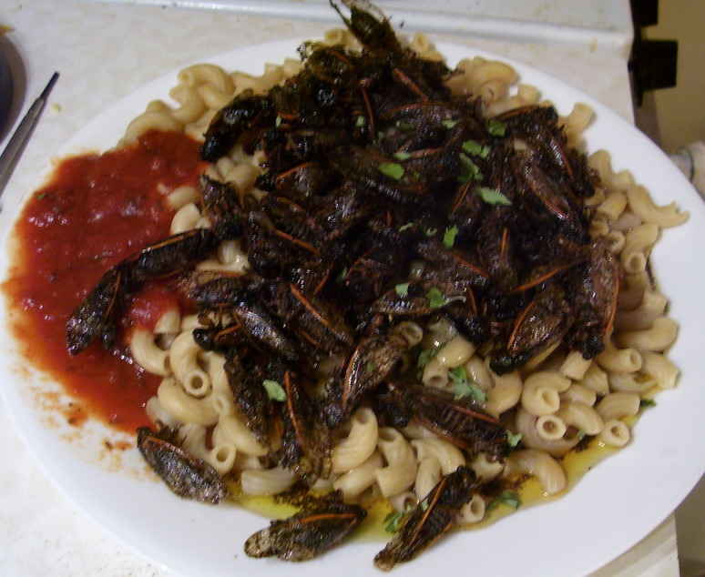 A pasta and cicada and tomato sauce dinner
