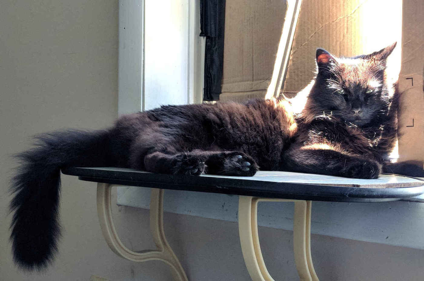Photo of a Norwegian Forest Cat/mixed-breed long-haired domestic cat sitting on a window sill ledge in the sunlight looking at the viewer, showing his black fur coat 'rusting' in the light. My cat (2013–112024-10-12).