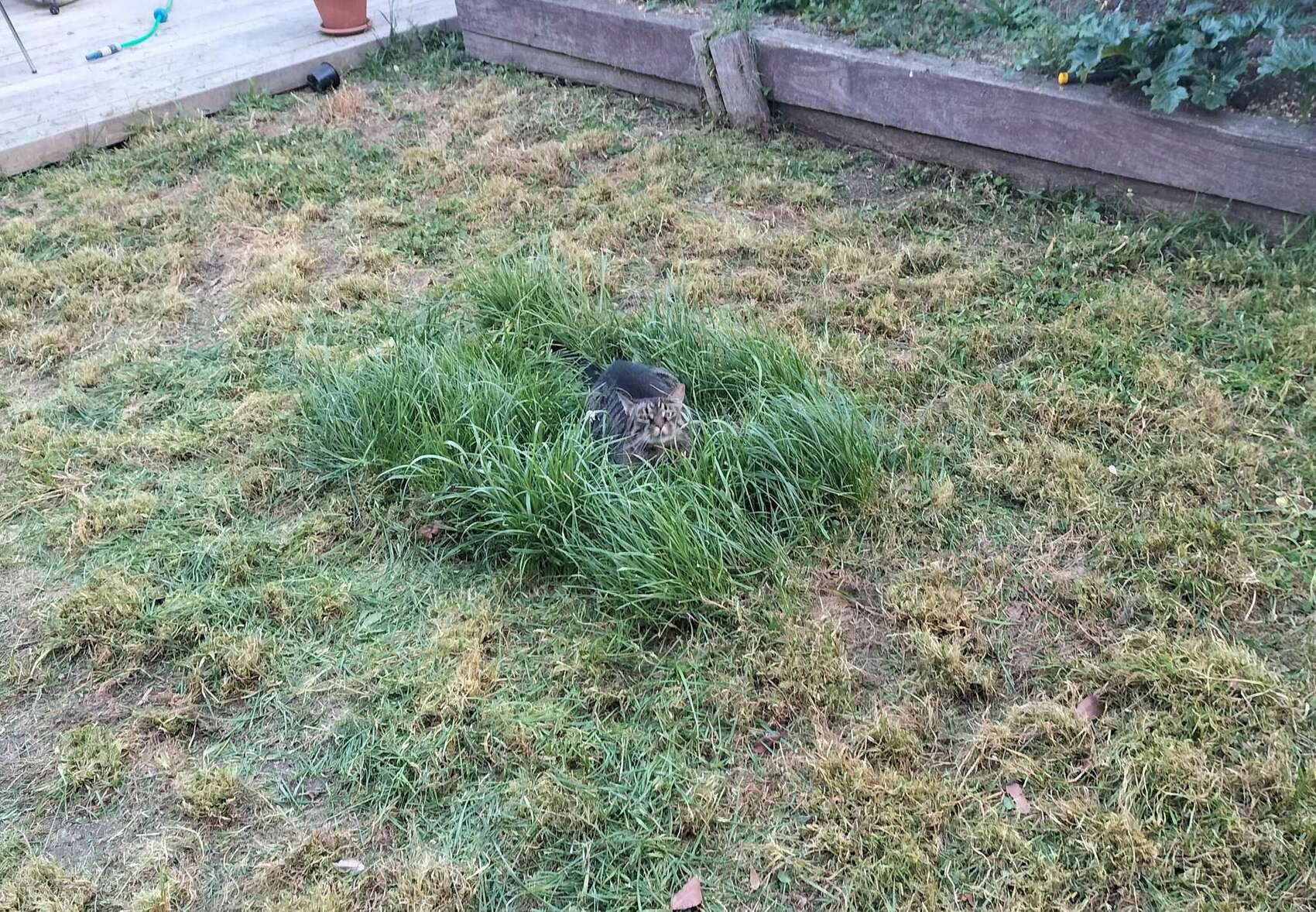 “I had to mow my lawn, but my cat loves chilling in it, so I left a little patch for him.”