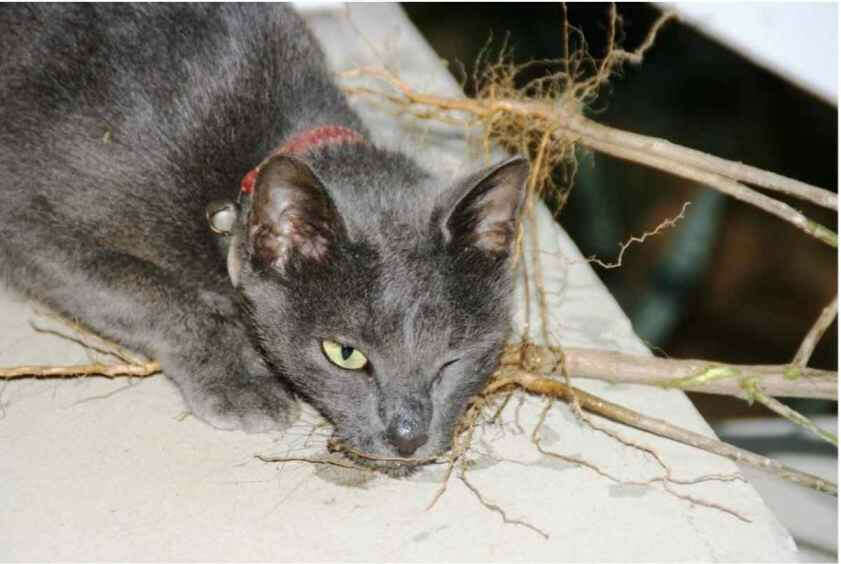 A cat high on _Acalypha indica_. Figure 1: A cat on Christmas Island in an apparent drug-induced stupor after chewing the roots of Acalypha indica. (From Scaffidi et al 2016.)