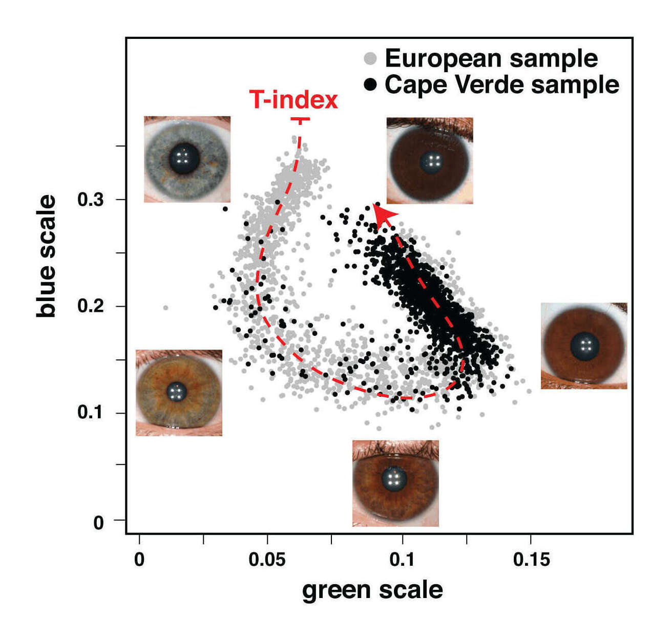https://journals.plos.org/plosgenetics/article/figure/image?size=large&id=info:doi/10.1371/journal.pgen.1003372.g002 Figure 2: Quantitative assessment of eye color . Plotted are the normalized median values of green (x-axis) and blue (y-axis) levels of each individual’s irises. We fitted a principal curve that explains most of the variation in the data (red dashed curve). The T-index is defined by the arc-length from the projection of each point on the curve to the end of the curve that corresponds to the lightest eye color. In the figure are examples of eye photos at their respective position in the T-index curve. doi:10.1371/journal.pgen.1003372.g002