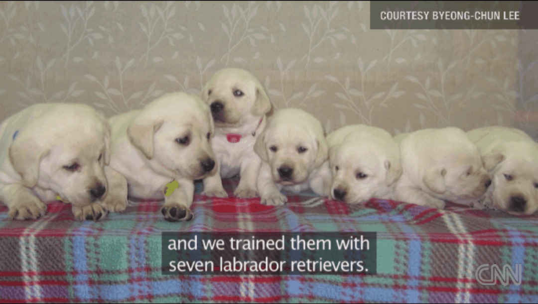 Seven Labrador Retriever puppies which were cloned by Sooam Biotech for South Korean Customs at Incheon Airport to serve as drug detectors; photograph from 2011 CNN video (https://www.cnn.com/2011/09/30/tech/innovation/sniffer-dog-clone-incheon/), provided by Byeong-Chun Lee; photo taken presumably 2007/–2008. The 7 Tomorrow Dogs/Toppies cloned in 200718ya.