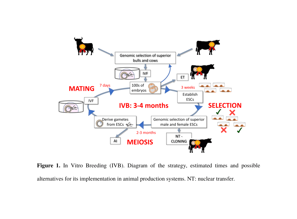 Figure 1. In Vitro Breeding (IVB). Diagram of the strategy, estimated times and possible alternatives for its implementation in animal production systems. NT: nuclear transfer.