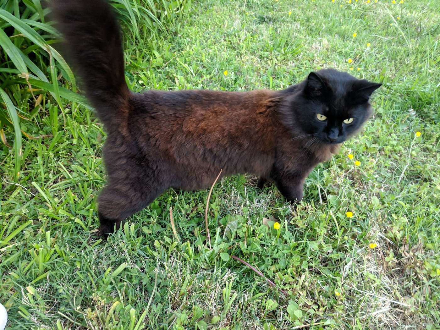 Photo of a Norwegian Forest Cat/mixed-breed long-haired domestic cat standing on a lawn in the summer in the sunlight, showing his dappled double fur coat. Here is another photo of my cat, just because I like it; it reminds me of Gerard Manley Hopkins’s poem “Pied Beauty”.