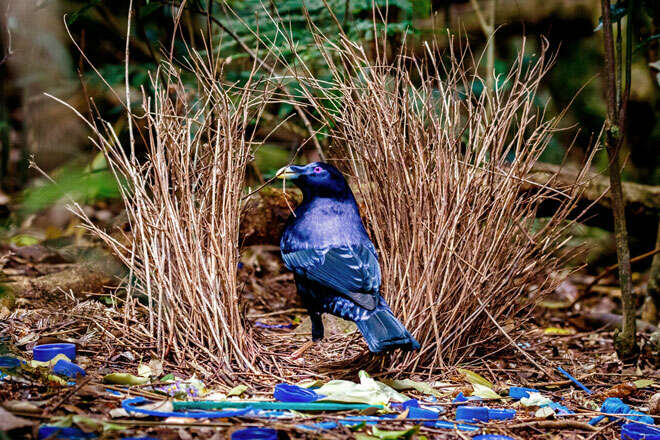 Photograph of a male Australian Satin bowerbird in front of its 'bower', a nest constructed out of woven grass and surrounded by a lot of bright blue plastic garbage and parts. The bower is a courtship behavior, a costly signal, there to impress female bowerbirds by showing off the male's fitness and skill in creating an expensive, useless collection of objects with zero practical use besides being visible and impossible to fake. The caption for this image sarcastically analogizes bowerbirds to human (usually male) collectors coming up with excuses to justify their collection; if bowerbirds could talk, they would surely defend their collecting as actually being about esthetics or history or personal sentiment, and deny any reproductive mechanism. This is unsurprising as evolution merely evolves mechanism & behavior, not insights into why those behaviors persist. 'Organisms are adaptation-executers, not fitness-maximizers.' This Satin bowerbird has a deep appreciation of blue esthetics & the role of plastic in post-WWII history, and fond childhood memories collecting trash with his father.