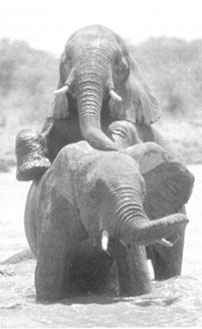 Male elephant mounting another male