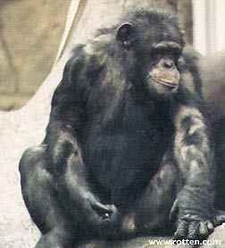Masturbating male chimp