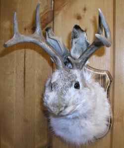 Jackalopes