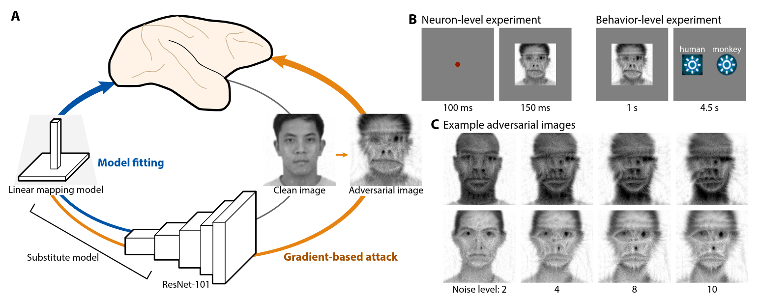 Figure 1: Overview of adversarial attack. (A) A substitute model was fit on IT neuron responses. The substitute model consisted of a pre-trained ResNet-101 (excluding the final fully-connected layer) and a linear mapping model. Adversarial images were generated by gradient-based optimization of the image to create the desired neuronal response pattern as predicted by the substitute model. (B, left) The adversarial images were tested in monkeys in neuron-level experiments. Monkeys fixated on a red fixation point while images were presented in random order and neuronal responses were recorded. (B, right) The images were tested in behavioral experiments with monkeys and human subjects. Each image was presented for 1000ms. For monkeys, 2 choice buttons were presented (text for illustration only). Monkeys were rewarded for touching the correct button for training images and a random button for test images. Humans were instructed to press a key to indicate the correct option. (C) Example human → monkey attack images, based on 2 original human faces, are shown for different noise levels.