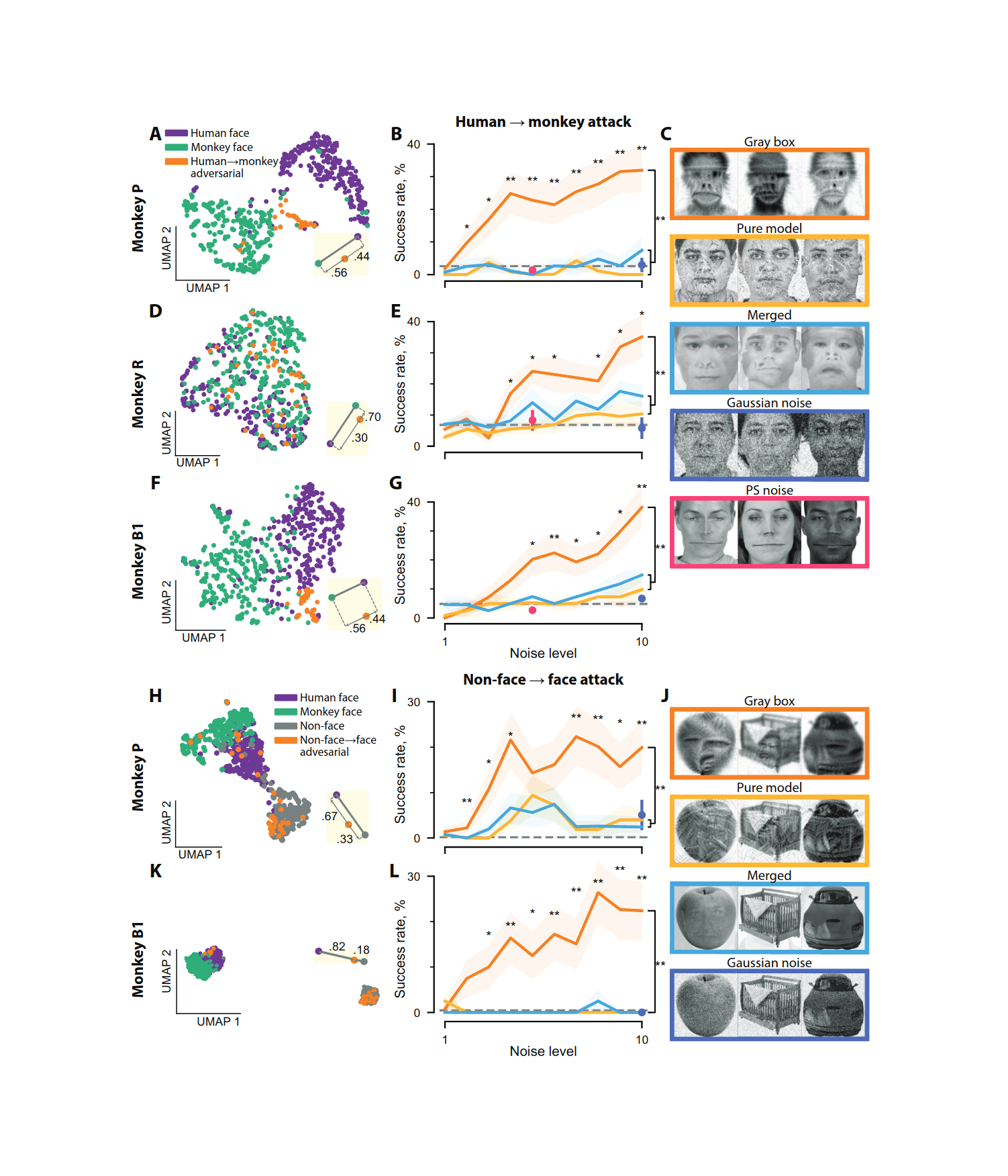 Figure 2: Neuron-level results of adversarial attack. (A–G), Human → monkey attack. (A) UMAP visualization of neuronal representation of images in monkey P. ‘Gray box attack human face’ corresponds to noise level 10. Inset shows average distances from adversarial images to clean human faces and clean monkey faces, along the direction that best separates the latter 2 and normalized to the distance between them. Points in inset show centers of mass of UMAP points for illustration only, and do not correspond to the distance quantification. (B) Success rates of attack and control images (pure model, merged, Gaussian noise, and PS noise images) at different noise levels. Legend and example images are in (C). Shading and error bars show s.e.m. over bootstrap samples. *, p < 0.05 and ✱✱, p < 0.01. (D, E), Same as (A, B) for monkey R. (F, G), Same as (A, B) for monkey B1. (H–L), Same as (A–G) for non-face → face attack in monkeys P and B1.