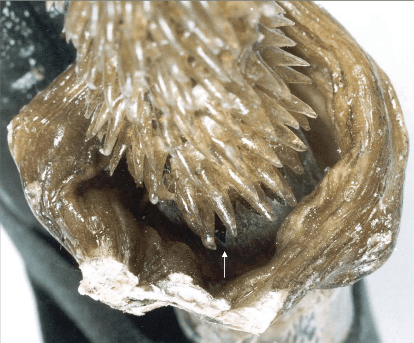 Figure 4: Looking at the base of a bull’s penis carved to simulate a tiger’s penis. This is how cattle genitals are made to be used as replacements for genuine tiger parts. Notice the V-shaped cuts in the tissue underneath the lowest barbs (arrow).