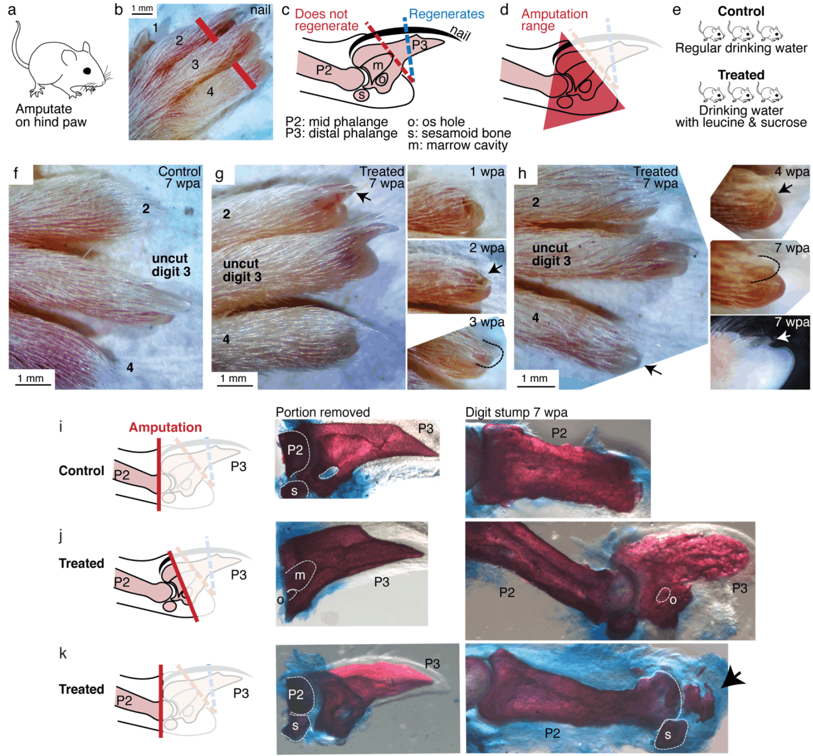 Figure 6: Leucine and sucrose induced regeneration in adult mouse digit. (a–b) Amputation was performed on hindpaws of adult (3–6 month old) mice, on digits 2 and 4, proximal to the nail. (c) Schematic of the distal phalange (P3) and middle phalange (P2). Amputations that remove <30% of P3 (blue line) regenerate, whereas amputations that remove >60% of P3 (red line) do not regenerate. Amputations in the intermediate region can occasionally show partial regenerative response. (d) Amputations in this study were performed within the red-shaded triangle. (e) Amputated mice were given regular drinking water (control) or drinking water supplemented with 1.5% L-leucine, 1.5% L-glutamine, and 4–10 w/​​v% sucrose (2 exps with 4%, 6 exps with 10%). Drinking water, control and treated, was refreshed weekly. (f) A representative paw from the control group. The amputated digits 2 and 4 simply healed the wound and did not regrow the distal phalange. (g) In this treated mouse, digit 2 (arrow) regrew the distal phalange and nail. Insets on the right show the digit at earlier time points. At week 1, the amputation site still appeared inflamed. At week 3, the beginning of the nail appears (arrow). At week 3, a clear nail plate was observed.