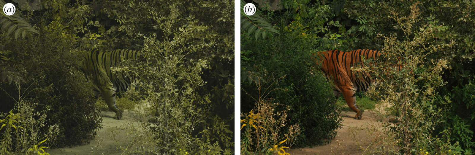 Figure 4: The effectiveness of tiger colouring in the dichromat context is striking. Image of a tiger (Panthera tigris) from the point of view of a simulated dichromat (a) and trichromat receiver (b). (Online version in color.)
