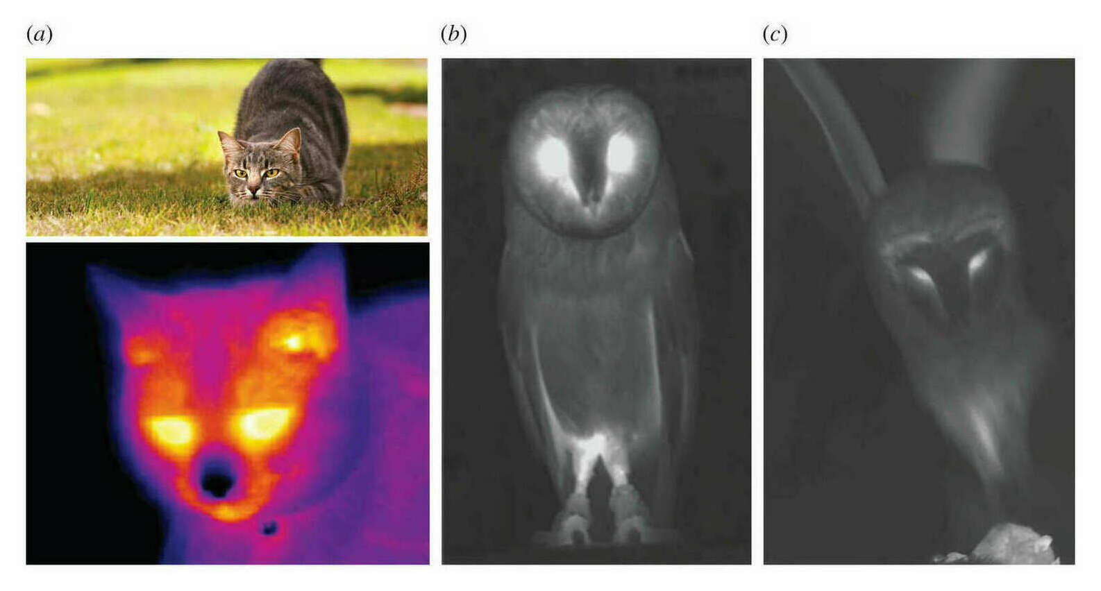 Figure 7: (a) Is a typical thermal image of a domestic cat with a characteristic cold nose that is projected towards the prey during the stalking pose; (b) illustrates the cold centre of the facial disc of a barn owl, Tyto alba, and low emission from the feathered areas in general; (c) is a late frame from a video showing a barn owl diving onto a mouse with suppressed infrared emission in the direction of the prey.