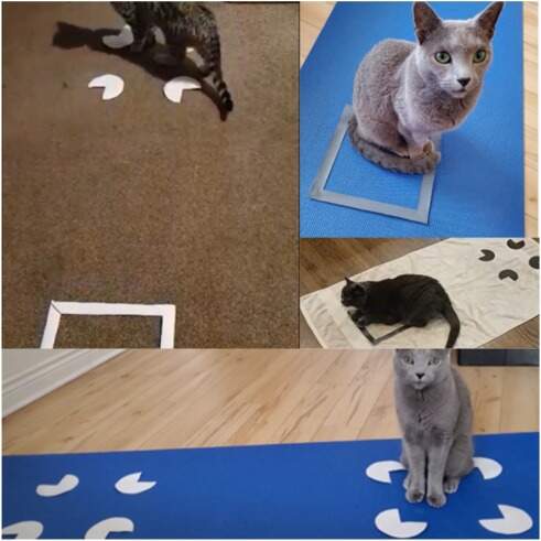 Figure 4: Video Screenshots of Participant Cats’ Stimuli Selections.