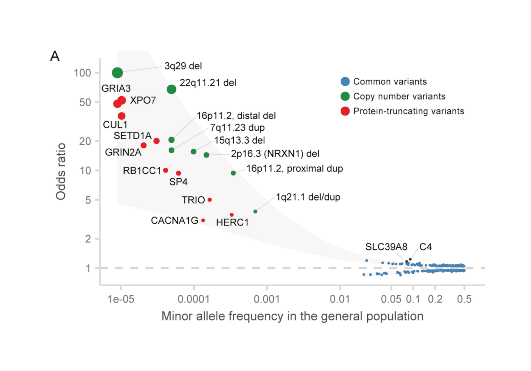 Figure 6: The contributions of ultra-rare PTVs [protein-truncating variants] to schizophrenia risk. A: Genetic architecture of schizophrenia. statistically-significant genetic associations for schizophrenia from the most recent GWAS, CNV, and sequencing studies are displayed. The in-sample odds ratio is plotted against the minor allele frequency in the general population. The color of each dot corresponds to the source of the association, and the size of the dot to the odds ratio. The shaded area represented the LOESS-smoothed lines of the upper and lower bounds of the point estimates…Because schizophrenia as a trait is under strong selection38–40, we expect that URVs of large effect to be frequently de novo or of very recent origin and contribute to risk in only a fraction of diagnosed patients.