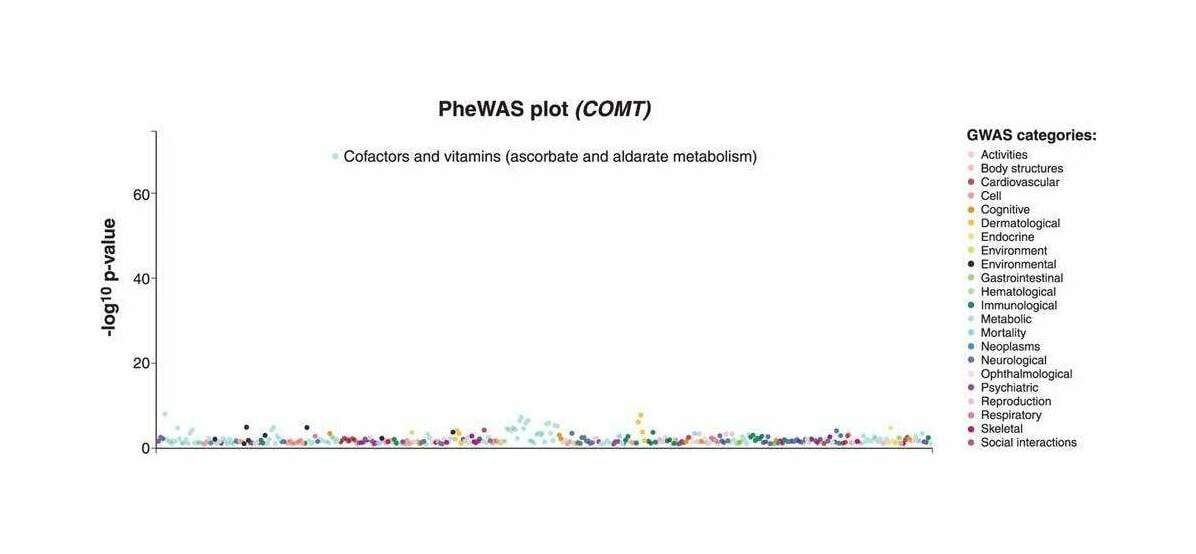 Figure 1: The phenome-wide association plot of COMT, based on an analysis of 4,756 GWAS results, separated into 22 categories, shows that no psychiatric, behavioral or neurological traits are strongly associated with this gene. The Bonferroni p-value threshold is 1.05×10−5. Retrieved from the GWAS Atlas.