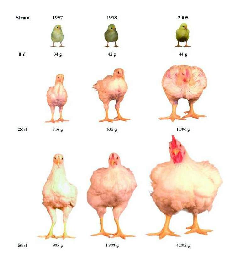 Age-related changes in size (mixed-sex BW and front view photos) of University of Alberta Meat Control strains unselected since 1957 and 1978, and Ross 308 broilers (2005). Within each strain, images are of the same bird at 0, 28, and 56 d of age.