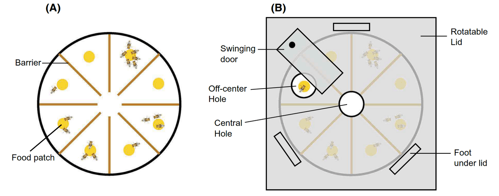 Figure 1: The arena used for quantification of and artificial selection on sociability. (A) The arena without the lid, showing the 8 compartments and an example arrangement of 16 flies. (B) The arena with the lid (note that the lid and swinging door were fully transparent, and opacity in the diagram is only for clarity). A foam plug at the central hole (not shown in the figure) allowed fly movement among the 8 compartments when at the top position, and locked flies within their compartment when in the bottom position.
