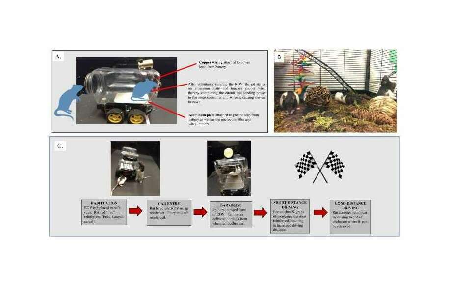 Figure 1: Environment, Rodent-Operated Vehicle (ROV) and Training Protocol. (A) The key elements of the ROV are shown, (B) prior to and during driving training, rats were either housed in an enriched environment as shown, or standard rodent laboratory cages, (C) Following habituation to the ROV shell, rats were shaped to engage in behaviors to drive the ROV.