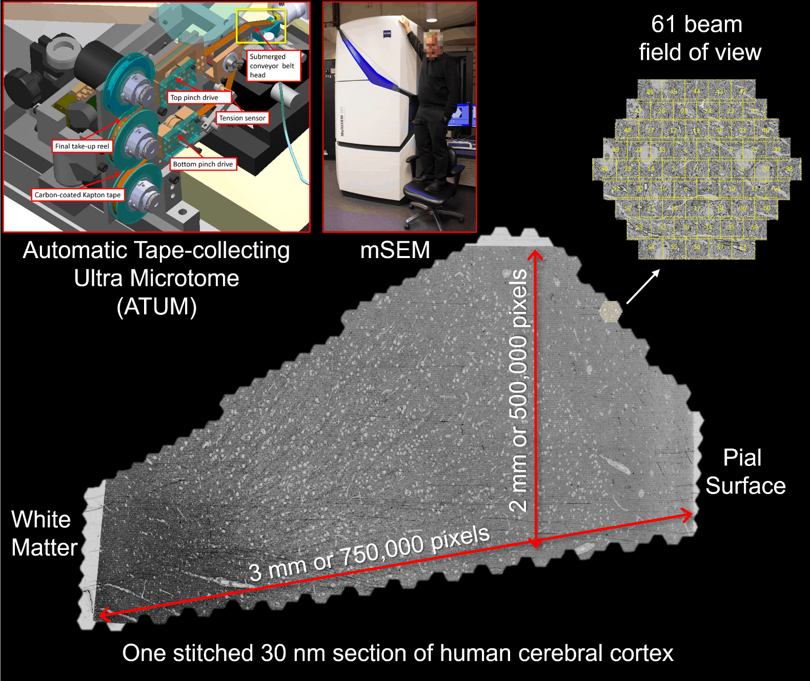 Figure 1: Image acquisition for the human brain sample. A fresh surgical cerebral cortex sample was rapidly preserved, then stained, embedded in resin, and sectioned. More than 5000 sequential ~30 nm sections were collected on tape using an ATUM [Automatic Tape-collecting Ultra-Microtome] (upper left panel). Yellow box shows the site where the brain sample is cut with the diamond knife and thin sections are collected onto the tape. The tape was then cut into strips and imaged in a multibeam scanning electron microscope (mSEM). This large machine (see middle panel with person on chair as reference) uses 61 beams that image a hexagonal area of about ~10,000 μm2 simultaneously (see upper right). For each thin section, all the resulting tiles are then stitched together. One such stitched section is shown (bottom). This section is about 4 mm2 in area and was imaged with 4×4 nm2 pixels. Given the necessity of some overlap between the stitched tiles, this single section required collection of more than 300 GB of data.