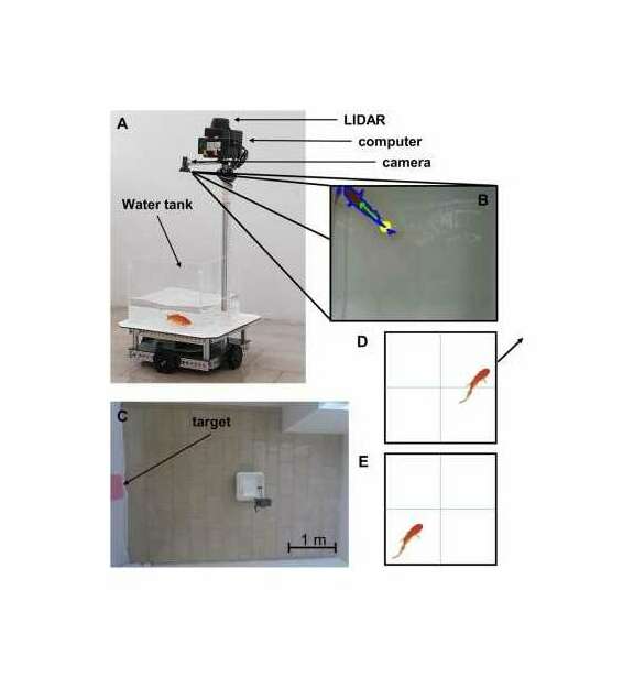 Figure 1: The fish operated vehicle. A. The fish operated vehicle is composed of a chassis with 4 electric motors equipped with omni wheels, and a camera together with a LIDAR to collect data on fish position and vehicle position in space, respectively. B. View of a fish from the camera: fish contour (blue), tail (yellow), direction vector (green) are automatically extracted from the image and fed to the control system of the wheels. C. The fish operated robot and arena, bird’s-eye-view. The enclosure was created by the room walls and a curtain where the target was placed. D. Instance of fish quadrant location and direction correlating; as a result, the vehicle moves in the direction of the arrow. E. Fish location is far from the water tank wall; the vehicle motors do not generate movement.